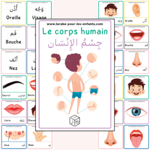 بطاقات جسم الإنسان - cartes corps humain